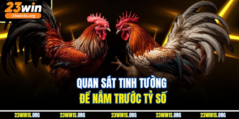 Quan sát tinh tường để nắm trước tỷ số